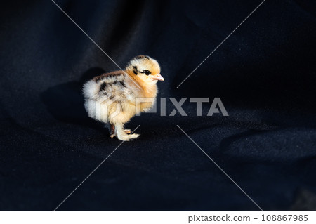Baby Mini Cochin Chick on dark blue cloth background in studio light. Baby Mini Cochin Chick on dark blue cloth background in studio light. 108867985