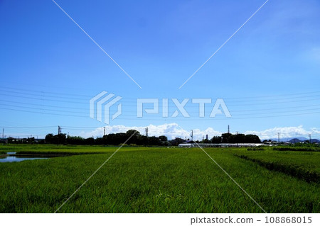 Rural landscape of Samukawa town, summer rice fields 108868015