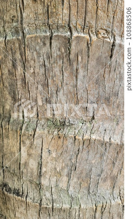 Palm bark Palm bark 108868506