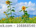 Sunflowers blooming towards the blue sky 108868540
