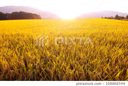 A ripe rice field illuminated by the setting sun 108868544