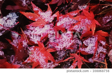 秋天的樹葉與霜 秋天的樹葉與霜 108868738