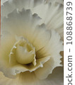 白蓮花 108868739