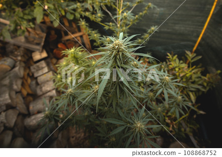 Marijuana plant in the final stages of flowering outdoors. Harvest a bud on a cannabis plant 108868752