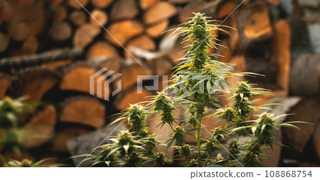 Marijuana plant in the final stages of flowering outdoors. Harvest a bud on a cannabis plant Marijuana plant in the final stages of flowering outdoors. Harvest a bud on a cannabis plant 108868754