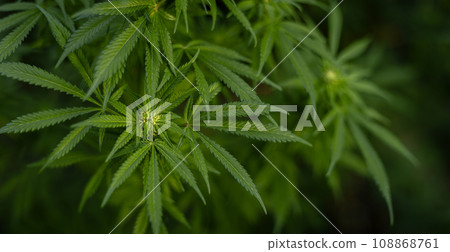 Marijuana plant in the final stages of flowering outdoors. Harvest a bud on a cannabis plant 108868761
