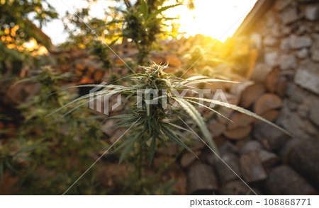 Marijuana plant in the final stages of flowering outdoors. Harvest a bud on a cannabis plant Marijuana plant in the final stages of flowering outdoors. Harvest a bud on a cannabis plant 108868771
