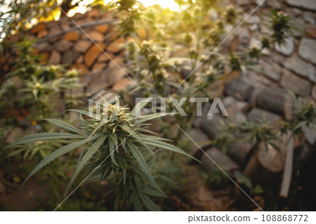 Marijuana plant in the final stages of flowering outdoors. Harvest a bud on a cannabis plant Marijuana plant in the final stages of flowering outdoors. Harvest a bud on a cannabis plant 108868772