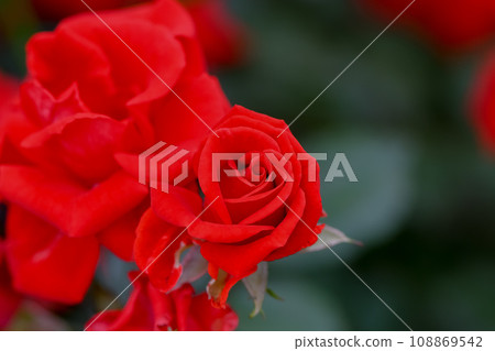 玫瑰紅 玫瑰紅 108869542