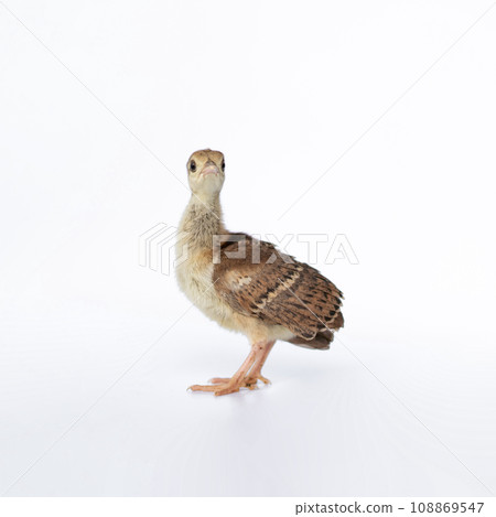 A little, light brown young Indian peafowl was photographed up close in a studio against a stark white background. 108869547