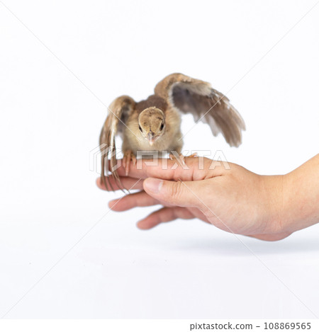 Close up of a light brown Indian pea perched on a human hand turned in the studio opposite a bright white background. 108869565