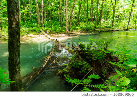 (Aomori Prefecture) Deep green Oirase Stream 108869860