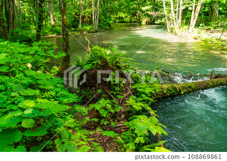 （青森縣）深綠色的奧入瀨溪流 108869861