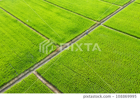 Beautiful rectangle green Paddy Rice Field from Drone view, Thailand. 108869995