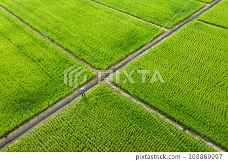 Beautiful rectangle green Paddy Rice Field from Drone view, Thailand. Beautiful rectangle green Paddy Rice Field from Drone view, Thailand. 108869997