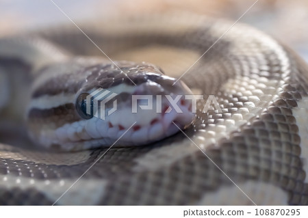 head of yellow - brown snake with big eye on it body. head of yellow - brown snake with big eye on it body. 108870295