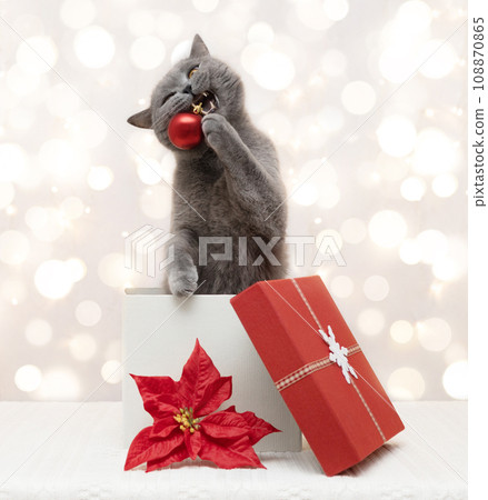 British cat in a red gift box plays with Christmas decoration. Cute cat bites a red Christmas bauble on white background with bokeh lights. New Year greeting card. British cat in a red gift box plays with Christmas decoration. Cute cat bites a red Christmas bauble on white background with bokeh lights. New Year greeting card. 108870865
