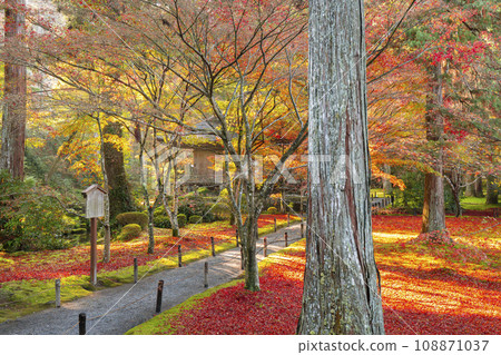 京都大原三千院，秋葉美麗；從神社大廳看到大條極樂院 108871037