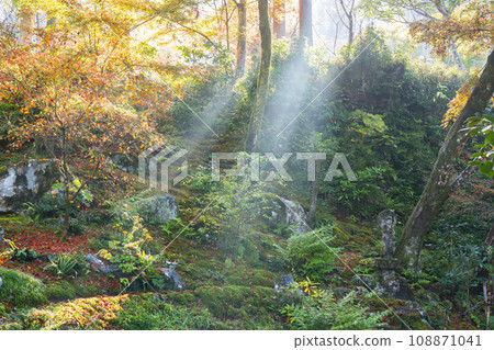 Kyoto's Ohara Sanzen-in Temple with beautiful autumn leaves - Shining Yusei-en Garden 108871041