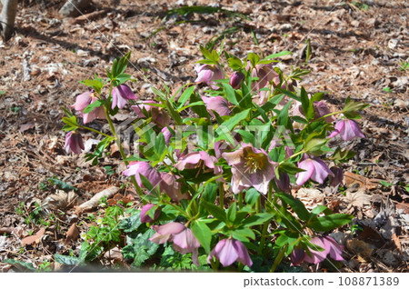 Light purple “Christmas Rose (Herboles)” (Akagi Nature Park/Shibukawa City, Gunma Prefecture) Light purple “Christmas Rose (Herboles)” (Akagi Nature Park/Shibukawa City, Gunma Prefecture) 108871389