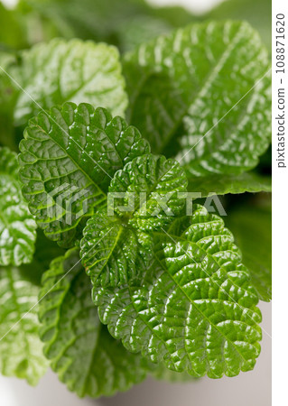 Close-up photo of pilea nummulariifolia leaves Close-up photo of pilea nummulariifolia leaves 108871620