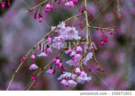 靜岡縣守知郡森町一宮市 奧國神社及其轄區 靜岡縣守知郡森町一宮市 奧國神社及其轄區 108871801
