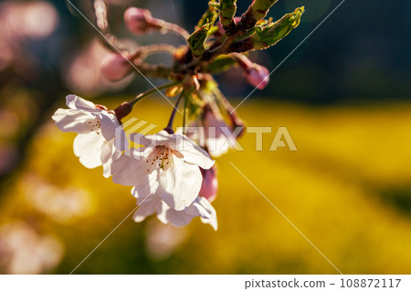 Iwai, Iwata City, Shizuoka Prefecture The scenery around the canola flowers and Okegaya Marsh 108872117