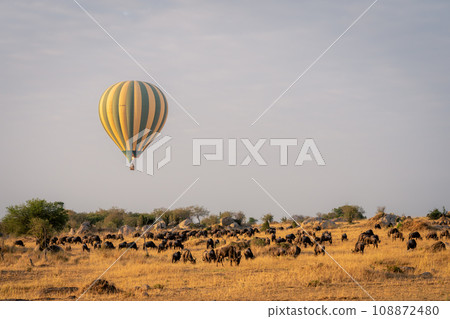 Balloon flies over grazing blue wildebeest herd 108872480