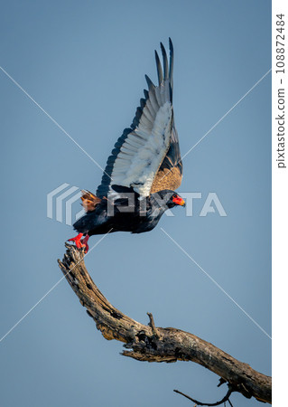 Bateleur lifts wings taking off from branch Bateleur lifts wings taking off from branch 108872484