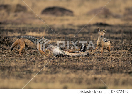 Black-backed jackal stands eating kill beside another Black-backed jackal stands eating kill beside another 108872492