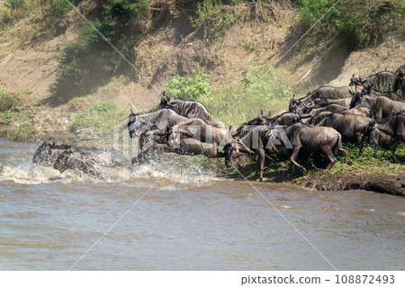 Blue wildebeest jumps into river with others 108872493