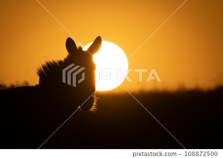 Close-up of plains zebra and rising sun Close-up of plains zebra and rising sun 108872500