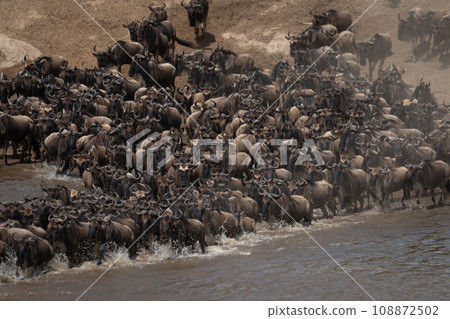 Confusion of blue wildebeest crossing muddy river 108872502