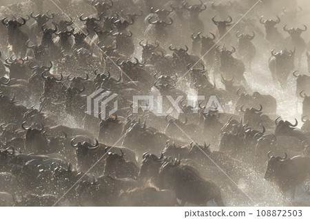 Confusion of blue wildebeest galloping through dust 108872503