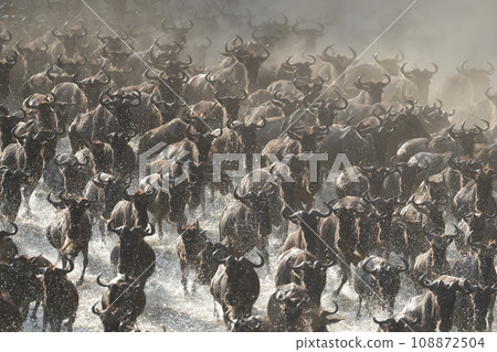 Confusion of blue wildebeest galloping through water 108872504