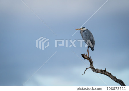 Grey heron on dead branch beneath stormclouds Grey heron on dead branch beneath stormclouds 108872511
