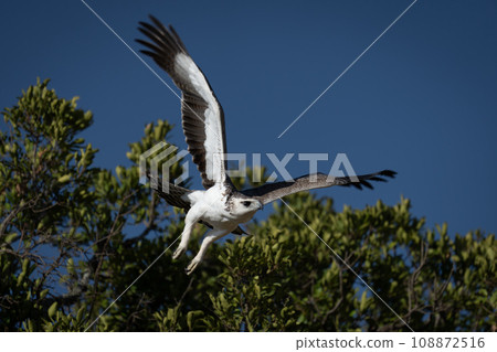 Juvenile martial eagle taking off from bush 108872516