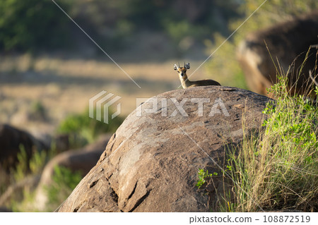 Klipspringer lies on kopje staring towards camera Klipspringer lies on kopje staring towards camera 108872519