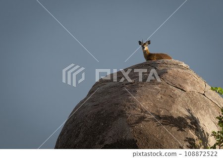 Klipspringer lies on kopje under blue sky Klipspringer lies on kopje under blue sky 108872522