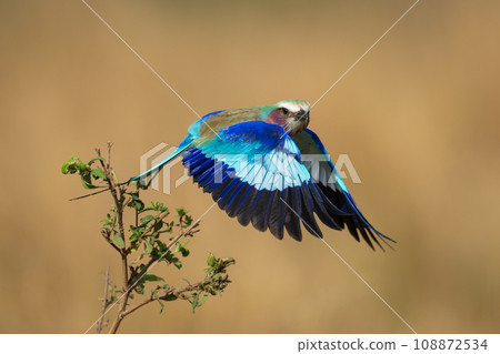 Lilac-breasted roller takes off with wings down 108872534