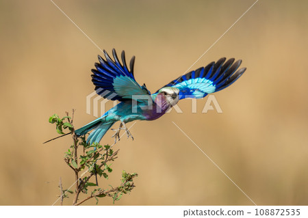 Lilac-breasted roller taking off from narrow branch 108872535