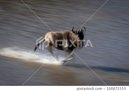 Slow pan of wildebeest galloping across waterway 108872553