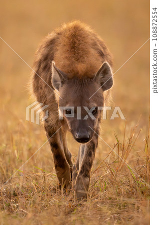 Spotted hyena walks towards camera lowering head 108872554
