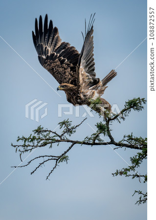 Tawny eagle takes off from leafy branch 108872557