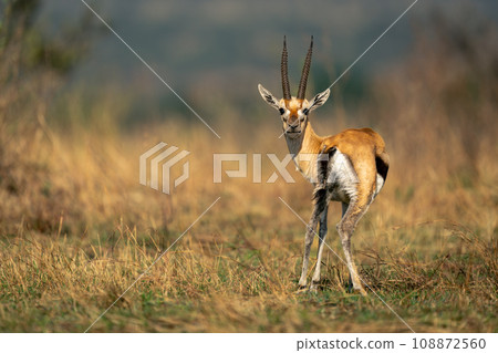 Thomson gazelle stands looking back to camera Thomson gazelle stands looking back to camera 108872560