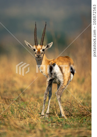Thomson gazelle stands looking round to camera 108872563