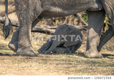 African bush elephant calf rolls behind mother African bush elephant calf rolls behind mother 108872568