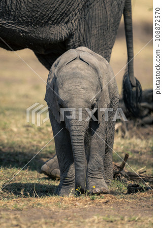 African bush elephant calf standing beside mother African bush elephant calf standing beside mother 108872570