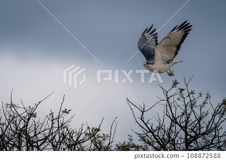 Augur buzzard flies over bush raising wings Augur buzzard flies over bush raising wings 108872588