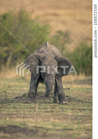 Baby African bush elephant crouches on grass Baby African bush elephant crouches on grass 108872589